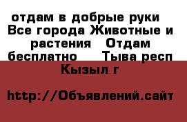 отдам в добрые руки - Все города Животные и растения » Отдам бесплатно   . Тыва респ.,Кызыл г.